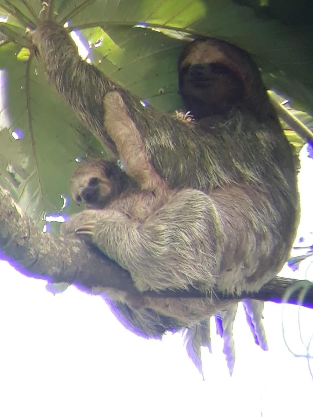 Arenal Hostel La Catarata La Fortuna ภายนอก รูปภาพ